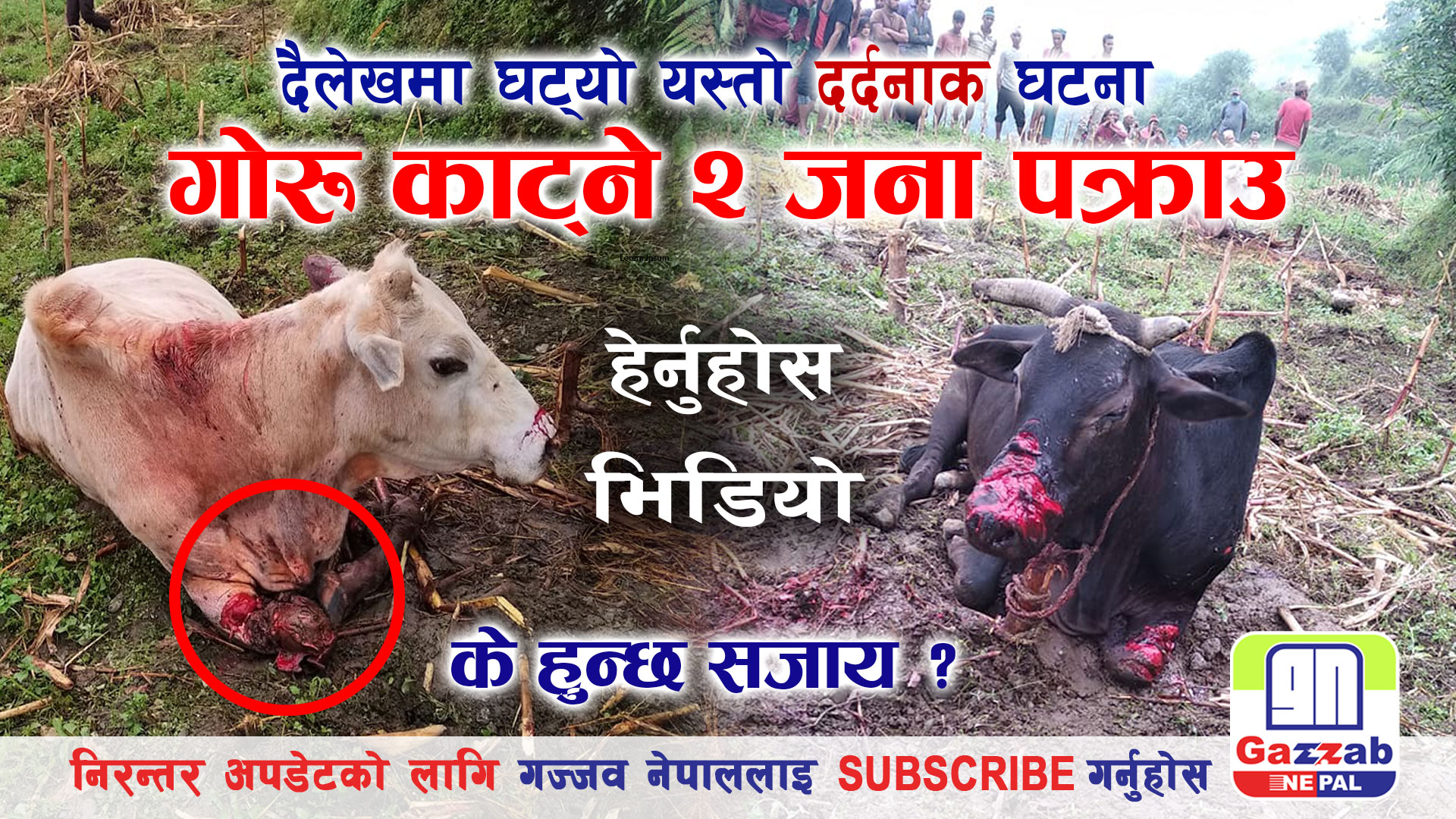 दैलेखमा घट्टयाे दर्दनाक घटना ! गाेरूकाे  मुख र खुट्टा काटेकाे आराेपमा २ जना पक्राउ (भिडियाे)