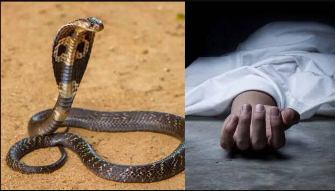 सर्पको टोकाईबाट युवतीको मृत्यु ,शव परीक्षणका लागि महाकाली अस्पतालमा